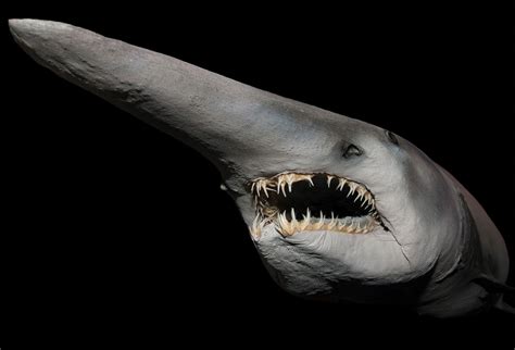 Goblin fish .